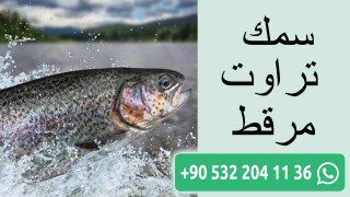  سمك تراوت مرقط